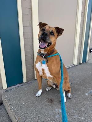 Rocky (f/k/a Peanut Butter 2016), German Shepherd Dog / Hounds (All Types), adult, available for adoption
