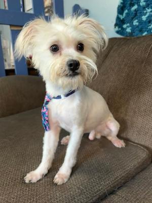 McFlurry, Yorkie, Yorkshire Terrie, young, available for adoption