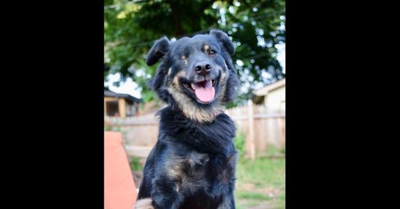 Sneakers, Australian Shepherd / Shepherd, adult, available for adoption