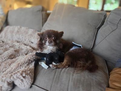 Tangier, Pomeranian / Chihuahua, adult, available for adoption