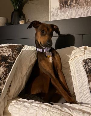 Monica, Doberman Pinscher, puppy, available for adoption