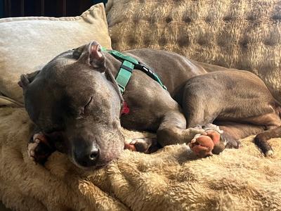 Bella, American Pit Bull Terrier, senior, available for adoption