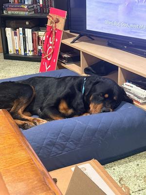 Walter Blackwell, Rottweiler, adult, available for adoption