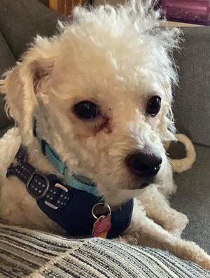 Scottie, Poodle (Miniature), adult, available for adoption