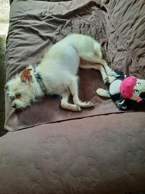 A small, scruffy white dog with a blue collar is lying on a brown textured bed next to a stuffed toy with a pink hat.