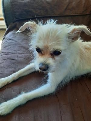 Tiptoe, Chihuahua, adult, available for adoption