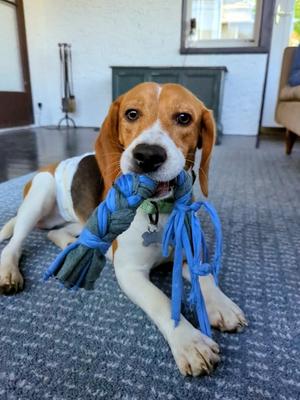Walden, Beagle, young, available for adoption