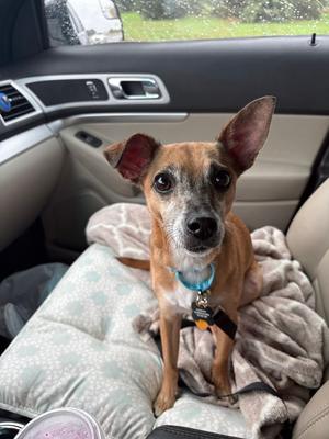 Romeo Jack, Chihuahua, adult, available for adoption