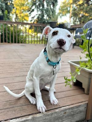Snowspot, American Staffordshire Terrier, puppy, available for adoption