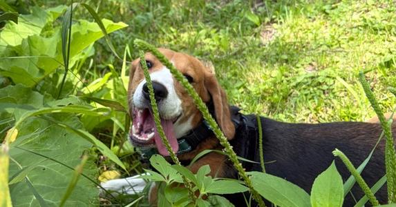 Palmer, Beagle, young, available for adoption