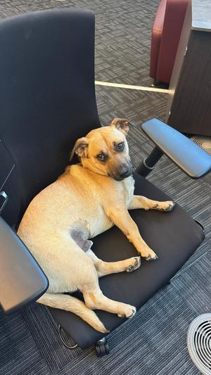Scrappy, Terrier / Dachshund, adult, available for adoption