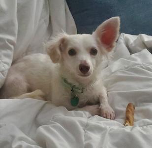 A small white dog with one ear standing up and one flopped down, lying on white bedding with a treat nearby.