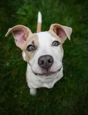 Moana, American Pit Bull Terrier, puppy, available for adoption