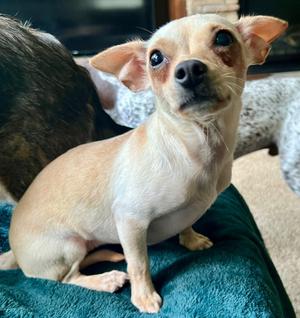 Ana, Chihuahua, young, available for adoption
