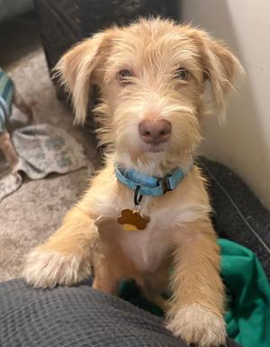 Scooter-" Multiple Applications", Terrier, puppy, available for adoption