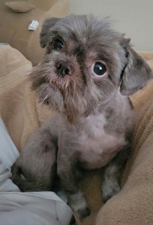 A small, fluffy dog with gray and white fur sitting on a beige blanket. The dog has large, round eyes and a slightly scruffy appearance.