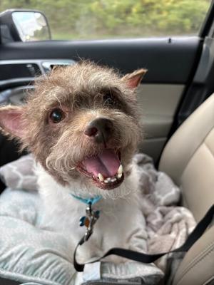 Russell, Cairn Terrier, adult, available for adoption
