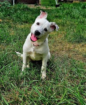 Juju Bean, American Pit Bull Terrier / Australian Cattle Dog/Blue Heeler, puppy, available for adoption