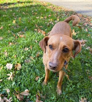 Astra, Chihuahua / Terriers (Small), adult, available for adoption