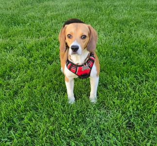 A beagle dog wearing a red harness standing on green grass.