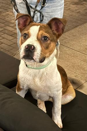 Smiley, Terrier, puppy, available for adoption