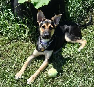 Jasmine, German Shepherd, young, available for adoption
