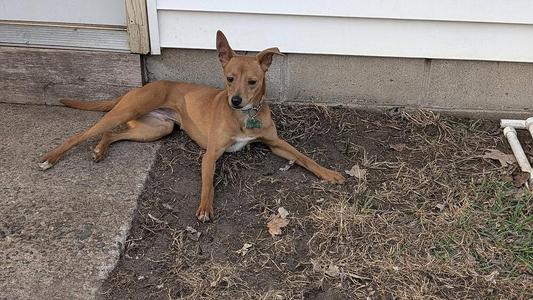 Mickey, Italian Greyhound / Chihuahua, young, available for adoption