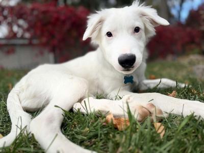 Snow, Terrier, adult, available for adoption