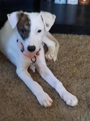Hannah, Terrier, puppy, available for adoption