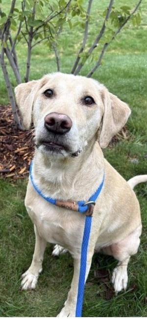 Tank Sinatra, Labrador Retriever, adult, available for adoption
