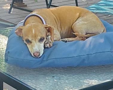 A tan dog with floppy ears is lying on a blue dog bed, resting its head on the edge of the bed. The dog is wearing a purple collar and appears to be on a glass table outdoors.