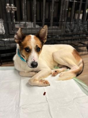 Pyrotechnics, Mixed Breed, adult, available for adoption