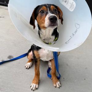 Duckling, Mixed Breed, puppy, available for adoption