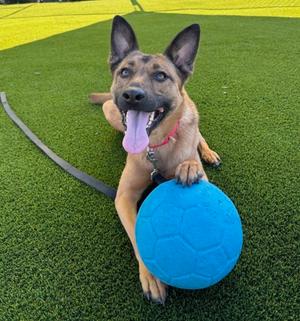Scarlet, Mixed Breed, adult, available for adoption