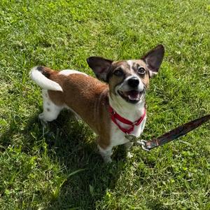 Zac Brown, Mixed Breed, adult, available for adoption