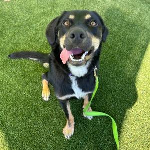 Bao Bun, Mixed Breed, young, available for adoption