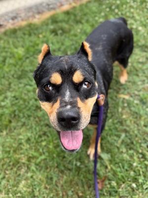 A black and tan dog with pointed ears and a pink tongue sticking out, standing on grass and looking up at the camera.