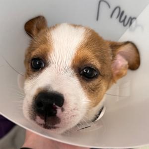 Luma, Mixed Breed, puppy, available for adoption