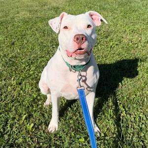 Milky Way, Mixed Breed, adult, available for adoption