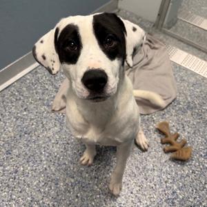 A white dog with black spots on its face and ears, sitting on a blue carpeted floor. The dog is looking directly at the camera with a curious expression. There is a brown chew toy on the floor next to the dog.