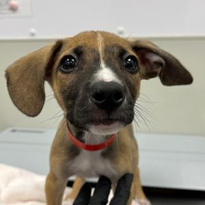A brown and white puppy with large ears and a red collar, looking up at the camera.