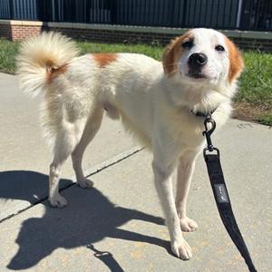 Droplet, Mixed Breed, senior, available for adoption