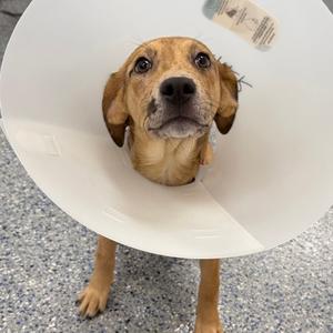 A brown dog wearing a white cone collar, standing on a gray surface.