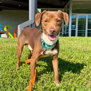 Boiyo, Mixed Breed, adult, available for adoption