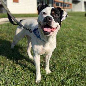 Jacob, Mixed Breed, adult, available for adoption
