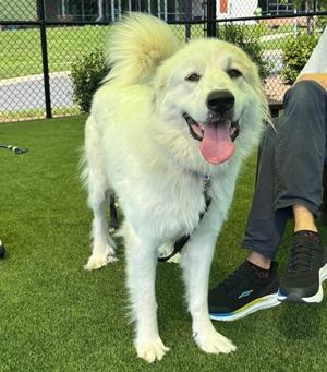 Stratus, Mixed Breed, young, available for adoption