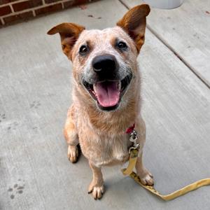 Banjo, Mixed Breed, adult, available for adoption