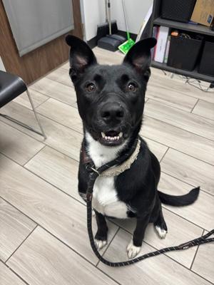 Doodlebug, Mixed Breed, young, available for adoption