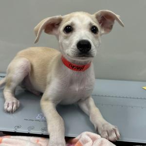 A small white puppy with floppy ears and a red collar lying on a gray surface.