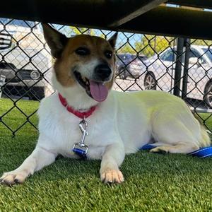 Mist, Mixed Breed, adult, available for adoption